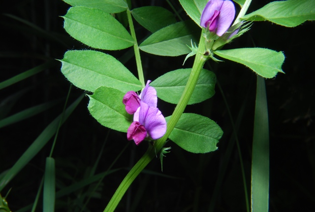 Vicia sativa sl.